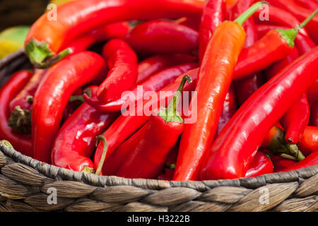 Petit piment rouge Banque D'Images