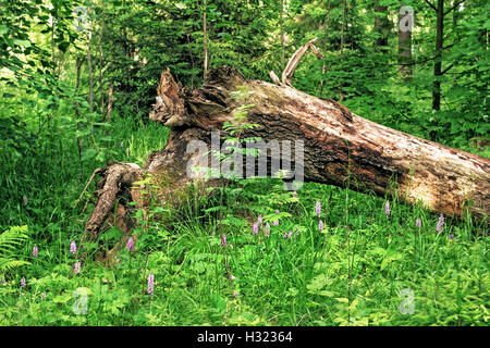 Broken tree in forest woods at summer day Banque D'Images