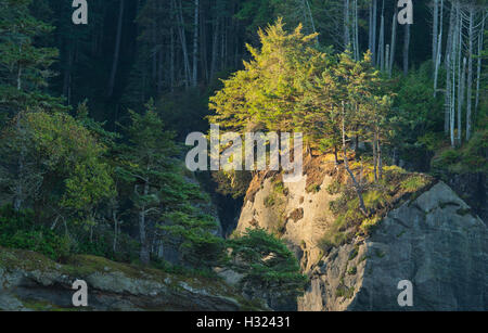 L'aube sur la pile de la mer et les arbres, la côte du Pacifique, du cap Flattery, NW Punto de 48 États des États-Unis, la péninsule Olympique, Washington Banque D'Images