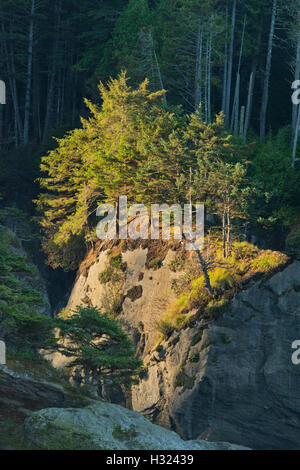 L'aube sur la pile de la mer et les arbres, la côte du Pacifique, du cap Flattery, NW Punto de 48 États des États-Unis, la péninsule Olympique, Washington Banque D'Images