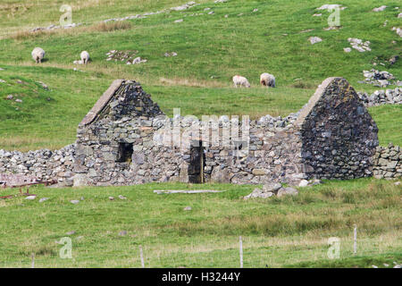 Maison en pierre à l'abandon sur les îles Shetland avec des moutons à l'arrière-plan Banque D'Images