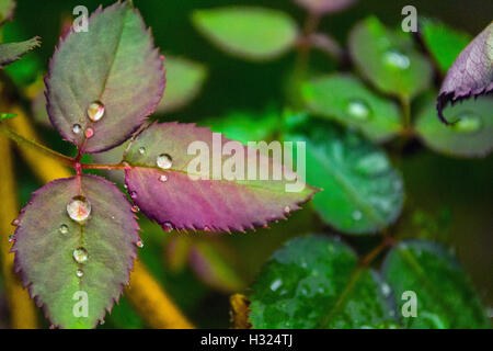 Gouttes de pluie sur les feuilles de rose Banque D'Images