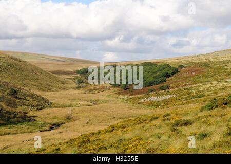 Wistmans Wood sur les versants est de l'ouest de la rivière Dart Dartmoor National Park England UK GO Banque D'Images