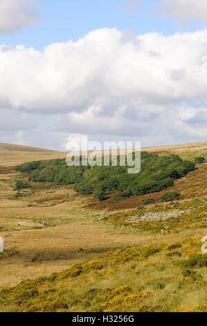 Wistmans Wood sur les versants est de l'ouest de la rivière Dart Dartmoor National Park England UK GO Banque D'Images