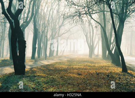 Foggy alley automne avec rétro-illuminé de soleil du matin avec lane et route sur les côtés, film scanné, horizontal Banque D'Images