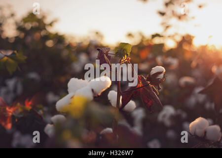 Une photographie prise à proximité d'un champ de coton au coucher du soleil Banque D'Images