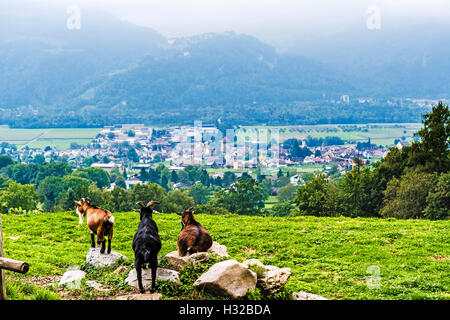 Heidi près de Maienfeld, Suisse, Grisons ; d'Heidi, Schweiz Banque D'Images