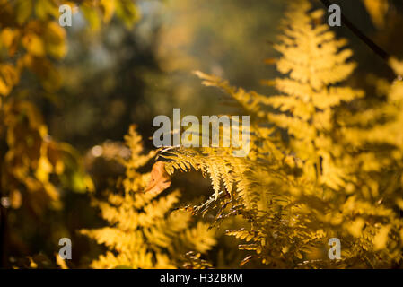 Libre à fougère jaune feuille d'automne Banque D'Images