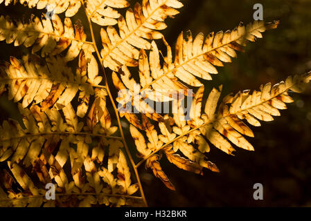 Libre à fougère jaune feuille d'automne Banque D'Images