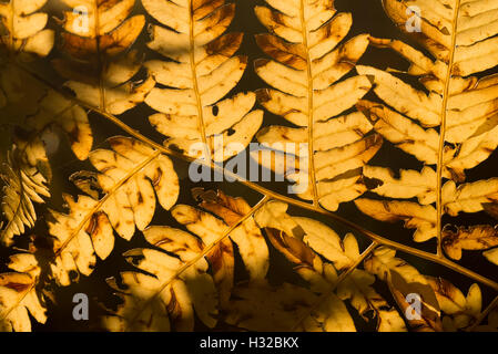 Libre à fougère jaune feuille d'automne Banque D'Images