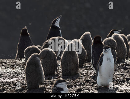 Les pingouins à l'aide de garde pour se défendre contre les skuas Banque D'Images
