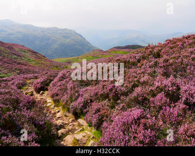 Heather sur Stonethwaite est tombé au-dessous de la haute falaise et Lingy fin. Vue sur la Petite Venise des collines dans la brume. Banque D'Images