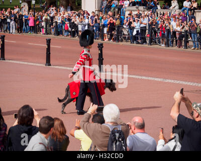 La mascotte de l'Irish Wolfhound Irish Guards dirige le 1er bataillon à la relève de la garde. Banque D'Images