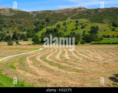 Un champ de séchage du foin fraîchement tondue à Great Langdale, Lake District, Cumbria Banque D'Images