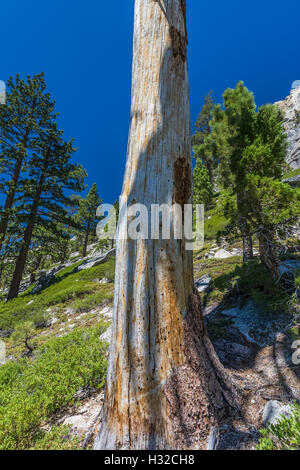 Les ombres de la direction générale sur un arbre de pins morts le long de lacs Echo, Eldorado National Forest, Sierra Nevada, Californie, USA Banque D'Images