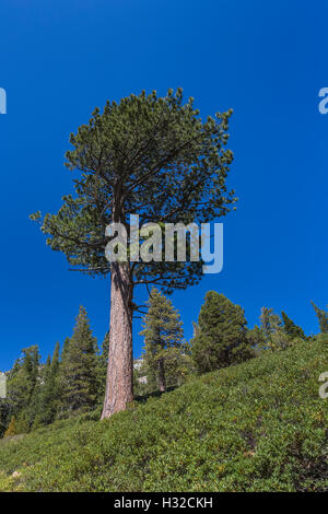 Le pin ponderosa, Pinus ponderosa, le long de lacs Echo , Eldorado National Forest, Californie, USA Banque D'Images