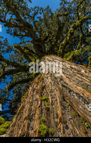 Un grand Sierra Juniper, Juniper occidentalis var australis, arbre dans la Désolation Désert, California, USA Banque D'Images