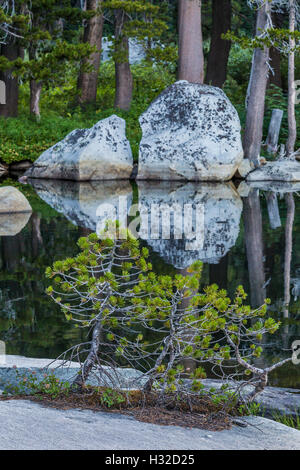 Un bonsai-comme groupe de pins lodgepole, Pinus contorta, le long du lac des Bois, dans la Désolation Désert, California, USA Banque D'Images