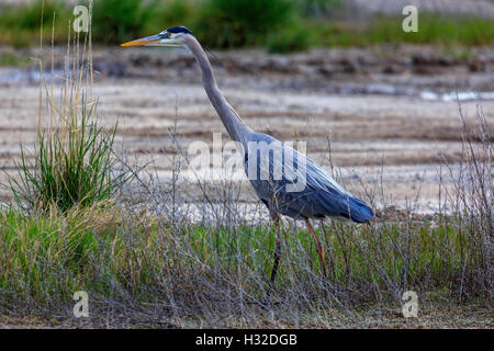 Dans cette photo, un Grand Héron (Ardea herodias) promenades le long de la route d' Auto à Bear River Refuge d'oiseaux migrateurs près de Brigham City, Utah, USA. Banque D'Images