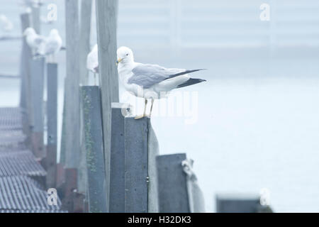 Mouettes reposant sur des postes en Evanston small boat Harbour Banque D'Images