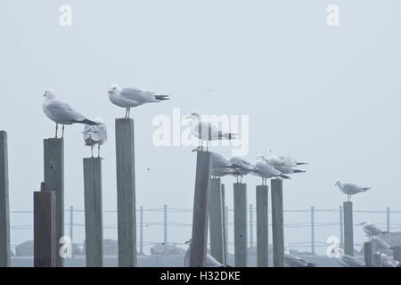 Mouettes reposant sur des postes en Evanston small boat Harbour Banque D'Images