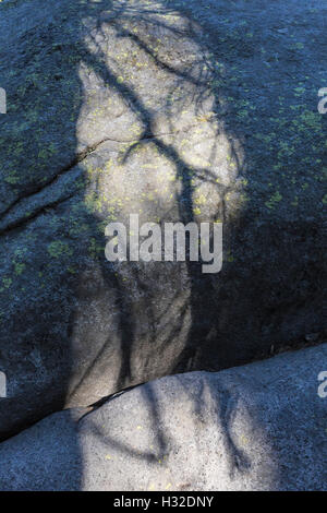 La fin de l'après-midi traversée des ombres de l'arbre un énorme bloc de granite dans Yosemite National Park, California, USA Banque D'Images