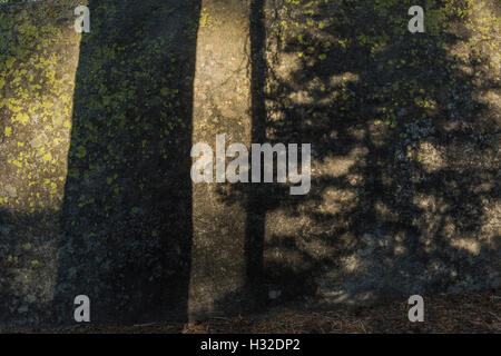 La fin de l'après-midi traversée des ombres de l'arbre un énorme bloc de granite dans Yosemite National Park, California, USA Banque D'Images