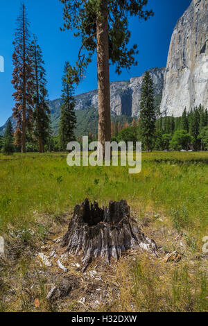 Moignon brûlé faisant la preuve de la forêt dans la vallée Yosemite, El Capitan avec lointain, Yosemite National Park, California, USA Banque D'Images