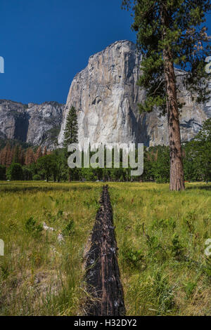 Journal brûlé faisant la preuve de la forêt dans la vallée Yosemite, El Capitan avec lointain, Yosemite National Park, California, USA Banque D'Images