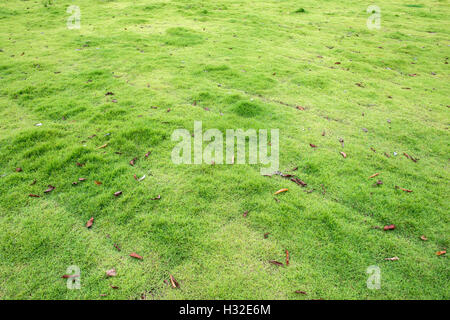 Champ d'herbe verte avec les feuilles d'automne Banque D'Images