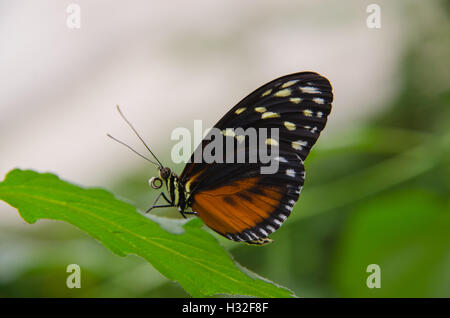 Tiger Longwing butterfly sitting on a leaf Banque D'Images