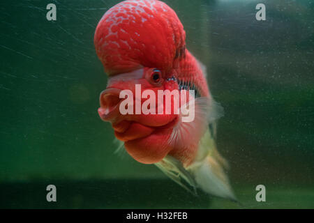 Flower Horn cliché dans l'aquarium de poissons. Cichlid red head Banque D'Images