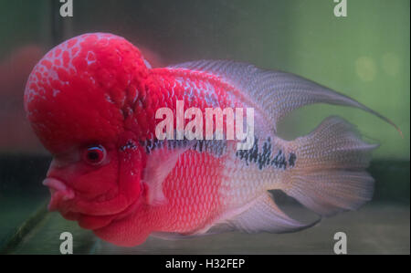 Flower Horn cliché dans l'aquarium de poissons. Cichlid red head Banque D'Images