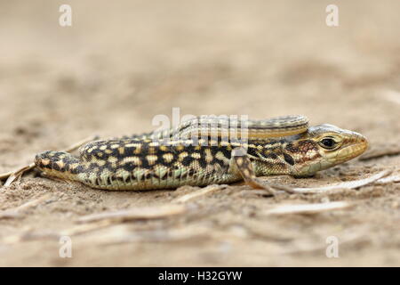 Close up of juvenile balkan lézard des murailles (Podarcis tauricus ) Banque D'Images