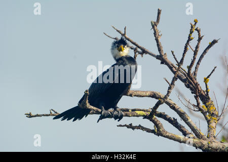 Pied Cormorant Shag Banque D'Images