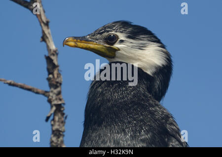 Pied Shag close-up Banque D'Images