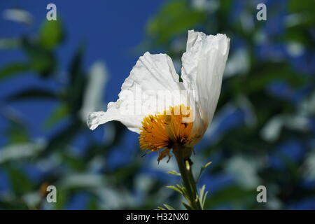 Des fleurs dans les jardins du château de Powis de galles Banque D'Images