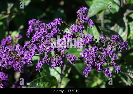 Des fleurs dans les jardins du château de Powis de galles Banque D'Images