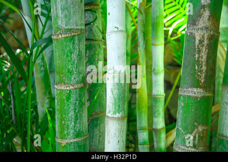 Bambou vert frais naturels, Gros plan Banque D'Images