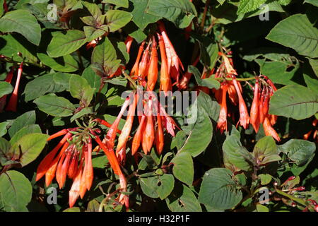 Des fleurs dans les jardins du château de Powis de galles Banque D'Images