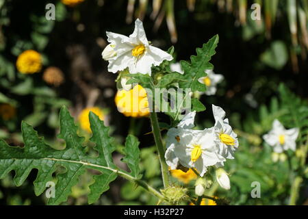 Château de Powis de fleurs jardins en Pays de Galles Banque D'Images