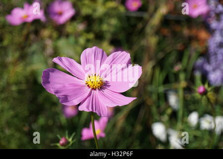 Château de Powis de fleurs jardins en Pays de Galles Banque D'Images