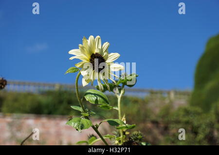 Château de Powis de fleurs jardins en Pays de Galles Banque D'Images