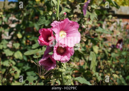 Château de Powis de fleurs jardins en Pays de Galles Banque D'Images