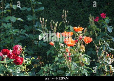 Château de Powis de fleurs jardins en Pays de Galles Banque D'Images