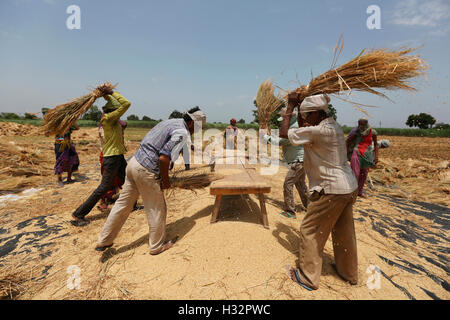 Les populations tribales et dehusking les grains dans un village près de Surat, Gujarat, Inde Banque D'Images