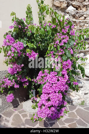 Bougainvillea glabra ; ; spectabilis Banque D'Images