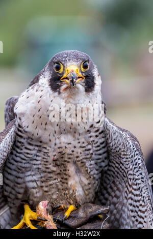 Le faucon pèlerin (Falco peregrinus). Ces oiseaux sont les animaux les plus rapides au monde. Banque D'Images
