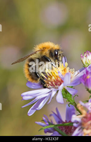 Carder commun se nourrit de Bumblebee aster sauvage Banque D'Images