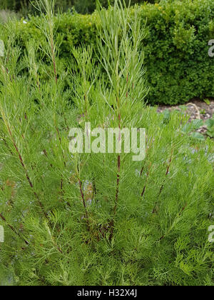 Eberraute ; Artemisia abrotanum, Duftkraut Heilpflanze ; ; Banque D'Images